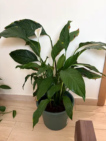 House plants - Sold together or separately