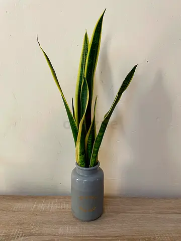 Snake Plant (water)