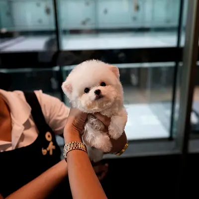 Toy Bichon Frise Puppies