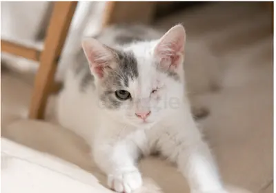 Wink - A beautiful female Arabian Mau kitten ready for her forever home