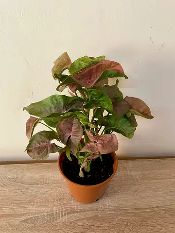 Syngonium- Pink