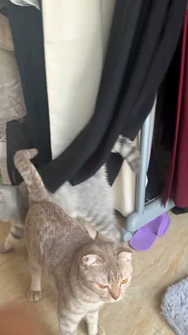 Two friendly cats available for rehoming