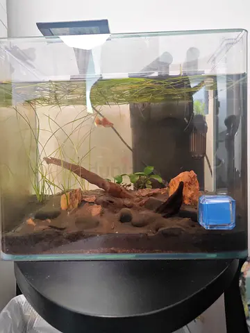 Planted fishtank aquarium with light and filter