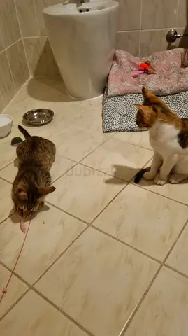 CATS FOR FREE ADOPTION — Dubai, Marina