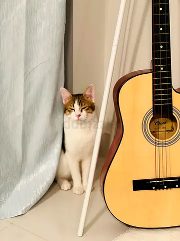 Cat for adoption