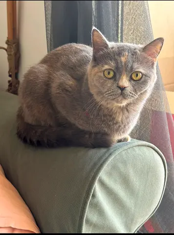 cat for adoption