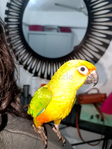 Tamed  Sun Conure female age 3 yers
