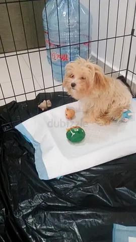 Puppy foe free adoption