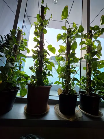 4 Money plants