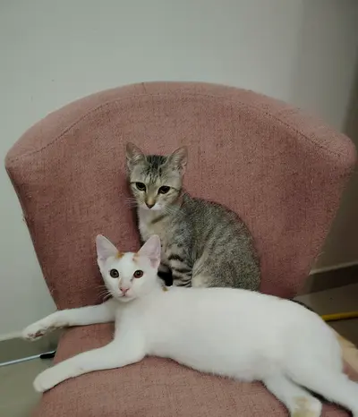 Two kittens 5 months old looking for a new home. Free adoption together or separately