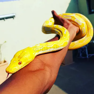 Albino Python ball snakes