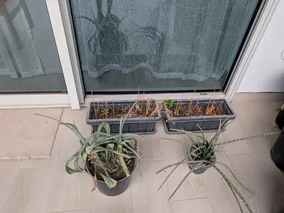 Free Pots and Plant Stuff