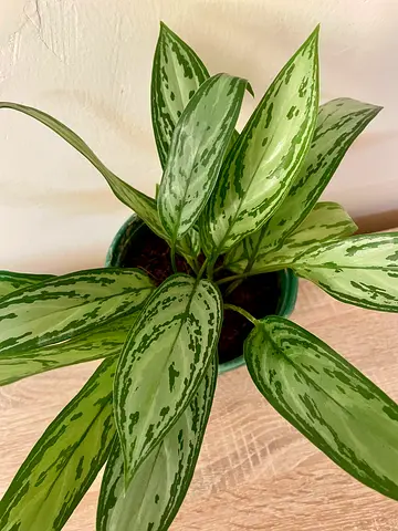 Aglonema Green