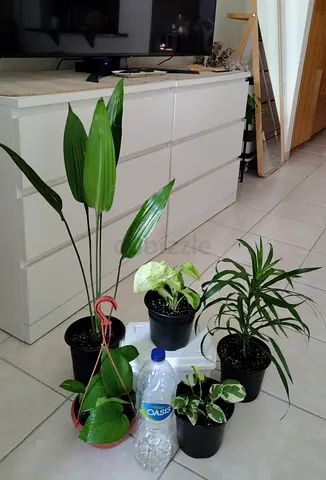 Indoor houseplants collection — multiple easy-care pots (5 plants)