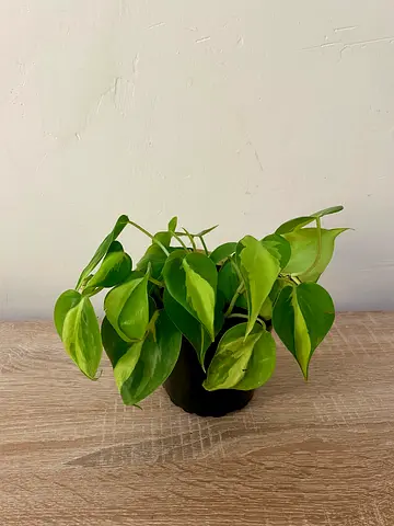 Philodendron Brasil