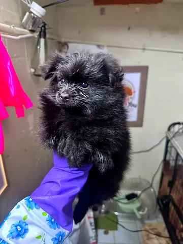 Cute black Pomeranian puppy available for adoption