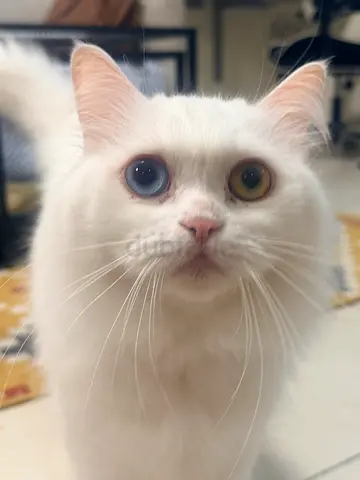 Adult White Long-Haired Cat available for adoption - Calm and indoor-friendly