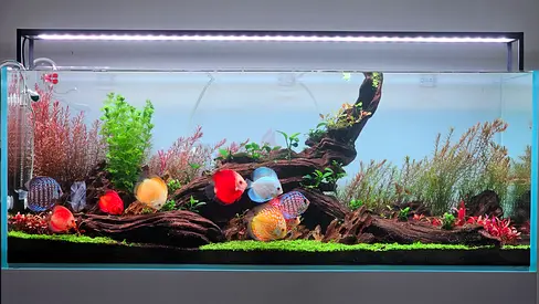 Chihiros WRGB II Slim LED Light for Planted Aquarium (120cm)