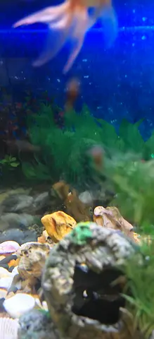Free snails for aquarium