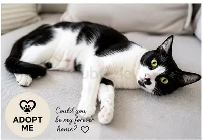 Beautiful, affectionate female Arabian Mau 'Gabby' available for adoption