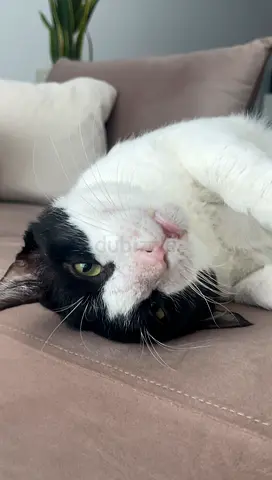 Friendly indoor black-and-white cat - Mike is looking urgently for a new home (Forster or adoption)