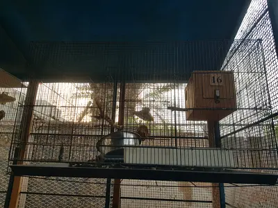 Bird Breeding Cages