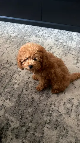 Poodle  3 months female