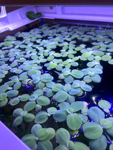Dwarf lettuce floater plant