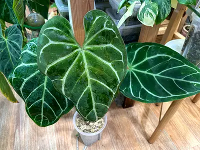 Anthurium Magnificum x Crystallinum  Aed250/-. Pickup near financial center metro. Delivery can be a