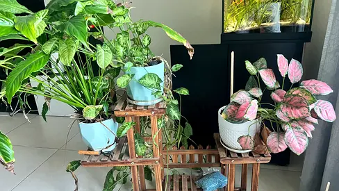 Plants and Wooden multi-tier plant stand with decorative railing - good condition