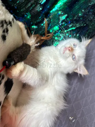 beautiful himalayan red point kitten 3 months old vaccinated, dewormed microchipped…