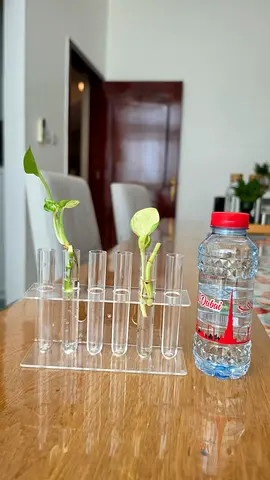 Plant stand