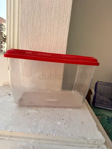 Large clear plastic box for new born and small birds with wooden chips