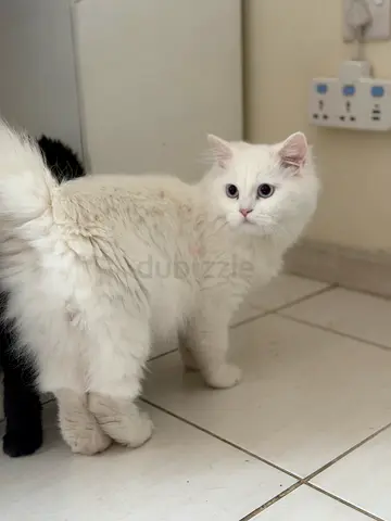 Cats looking for forever home