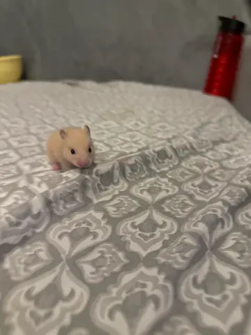 Small Syrian/Golden Hamster — Healthy and Tame, Ready for Rehoming