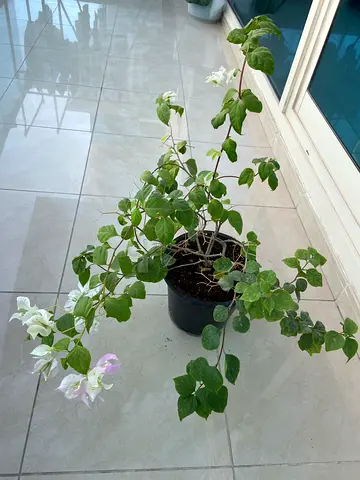 Plants with pots