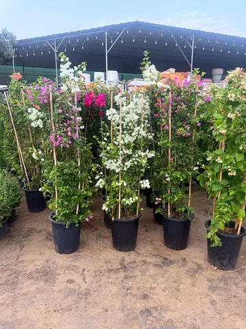I’m selling plants in doors and outdoor doors home with fixing and doing landscaping work