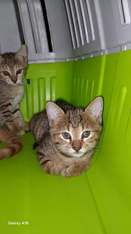 Free Kitten for adoption