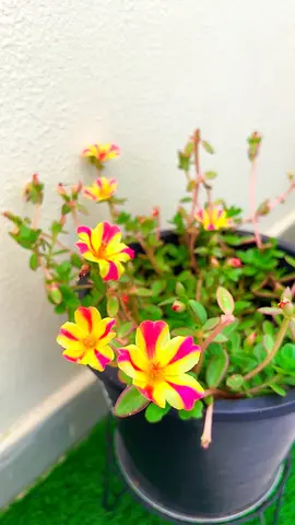 Moss rose plant for sale