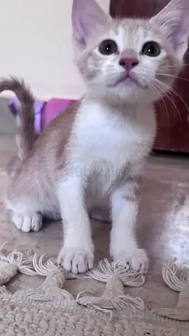 Cats for free adoption