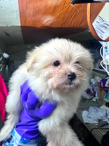 Young fluffy small white puppy available for adoption
