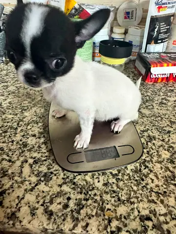 Tiny Chihuahua puppy — healthy, playful is looking for new home