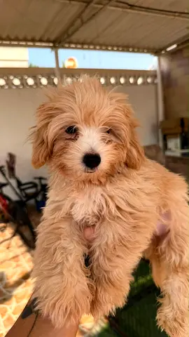 Cute fluffy small puppy — ready for a loving home