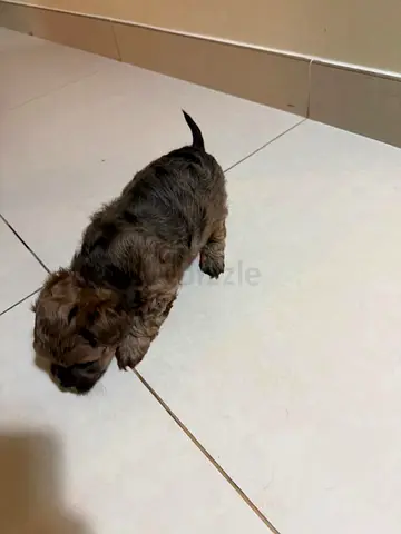 Tiny mixed-breed puppy - around 4 weeks old, looking for home