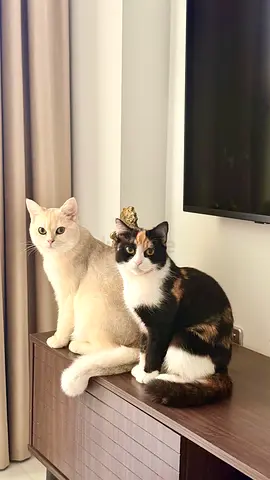 Two friendly indoor cats available for rehoming