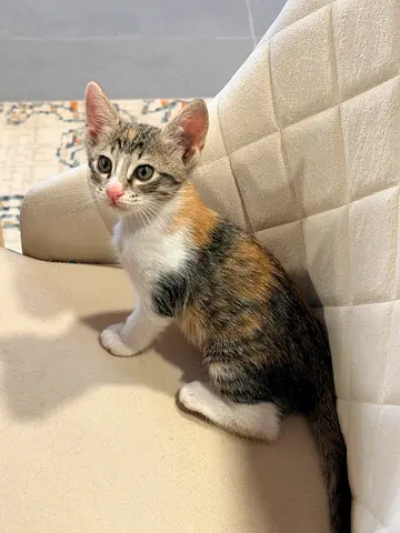 Two Beautiful 8-Week-Old Kittens Looking for Loving Homes – FREE Adoption
