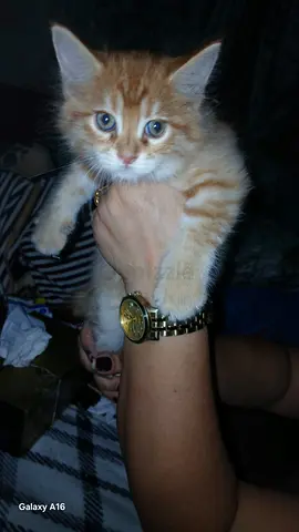 Free Kitten for adoption