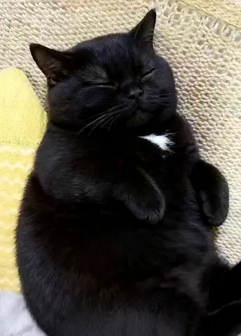 kitten looking for a new home - friendly indoor cat