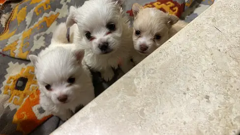 3 Adorable pomarenian Puppies — Healthy and Ready for New Homes