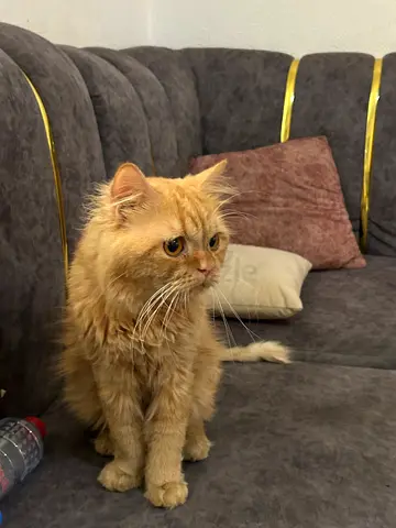 Garfield— pure persian male (groomed currently so hes bald)